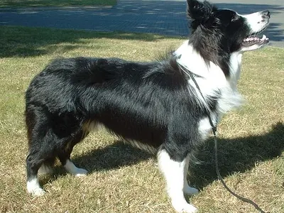 Border Collie