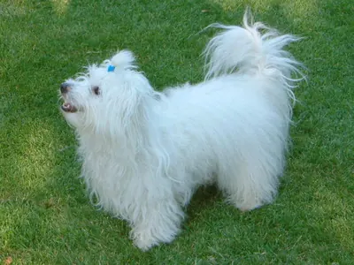 Coton de Tuléar