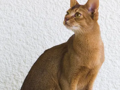 Gato Abisinio