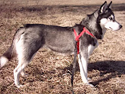 Husky Siberiano