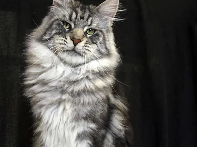 Maine Coon